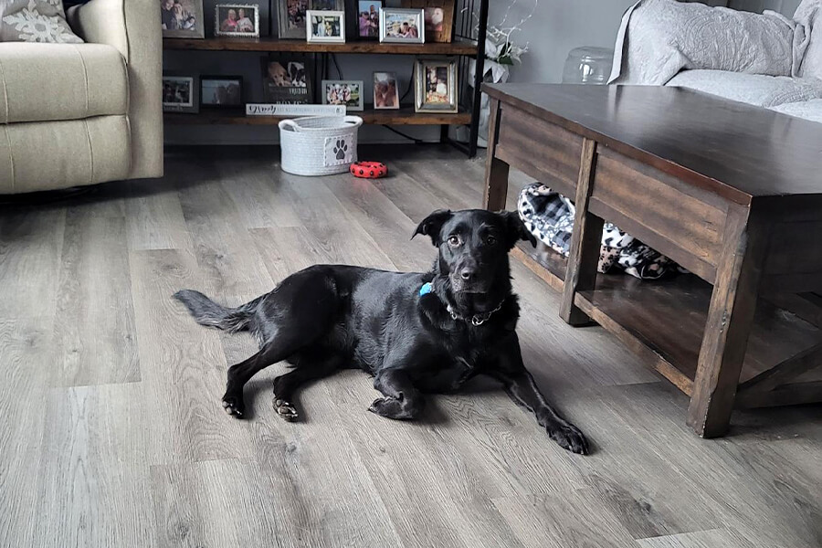 David McLenna's Dog, Matilda the Black Lab