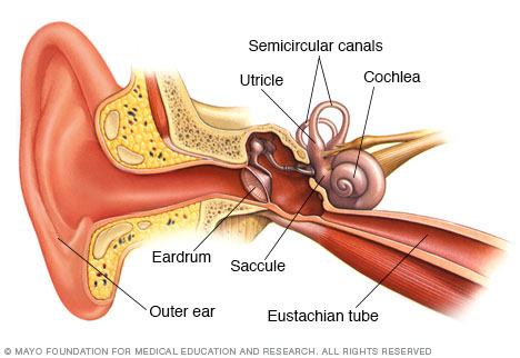 Inner ear and balance