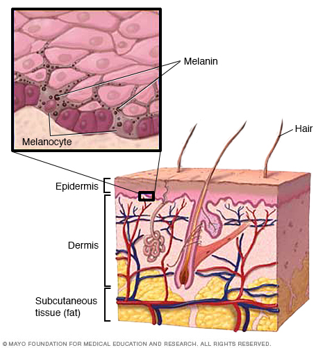 The layers of your skin