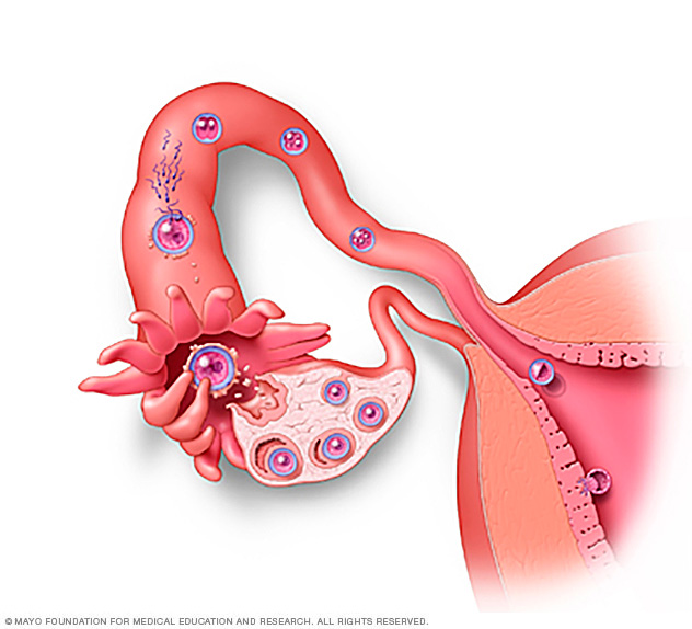 Process of egg fertilization by sperm and implantation in the uterus