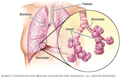 Bronchi, bronchioles and alveoli