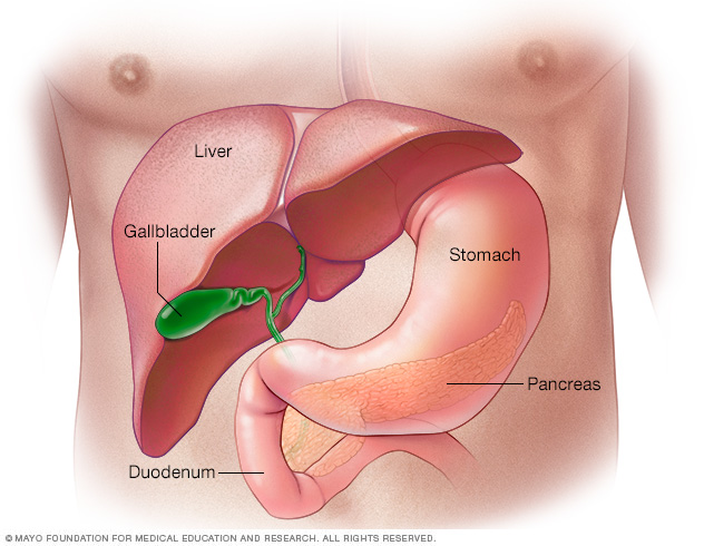 Pancreas 