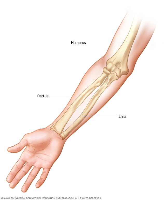 Illustration showing the arm bones