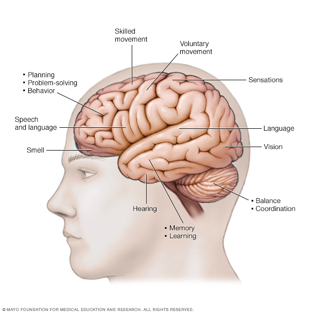 Functions of the brain