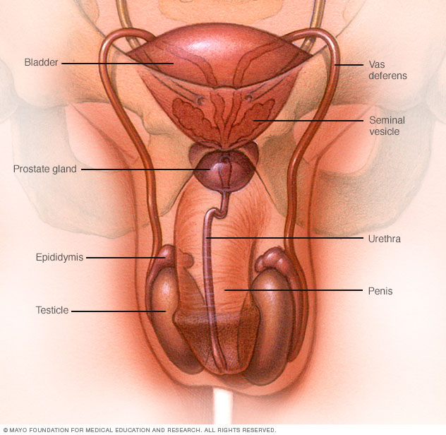 Male reproductive system