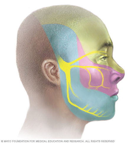 Illustration showing branches of the trigeminal nerve 
