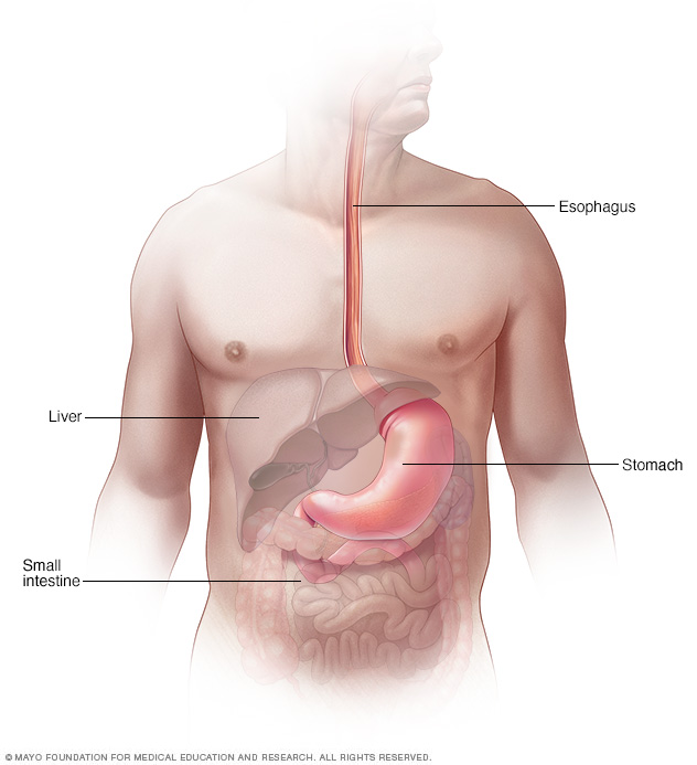 Esophagus