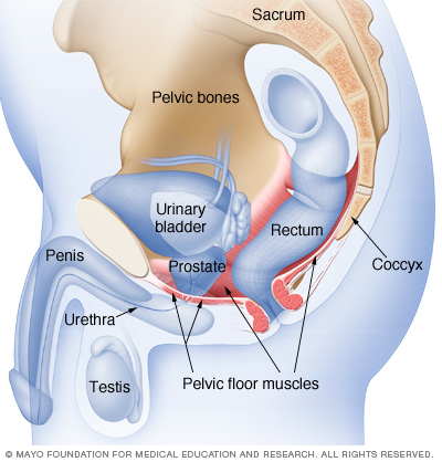 Where pelvic floor muscles are located in men