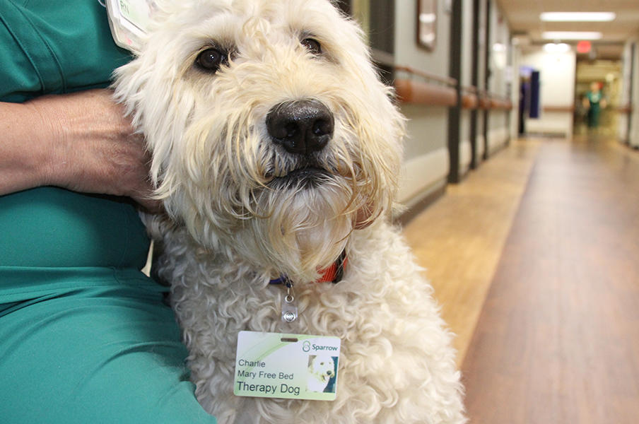 therapy dog